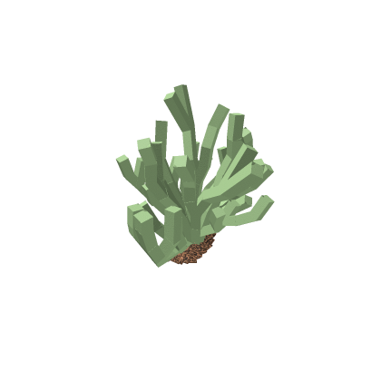 Creosote Bush