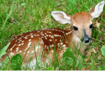 Deers r Us
