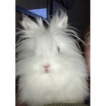 Funny bunny family $$
