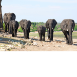 The Elephant Mafia