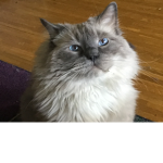 Alice’S Cat army
