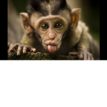 i like monkeys pls join clan