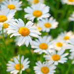 The nature of flowers