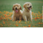 Animals live matters