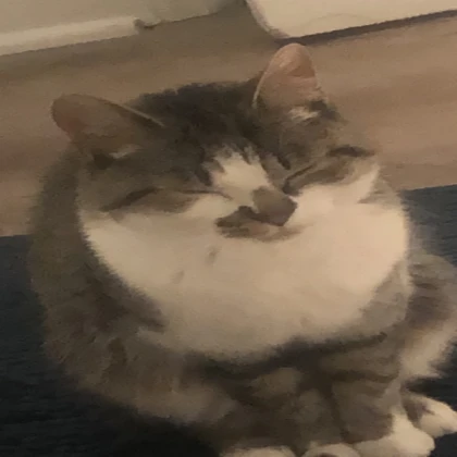 Sleepy cat