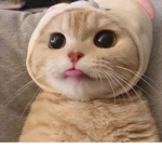 귀요미 궁전