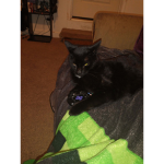 The keanu the cat sqaud