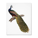 * Peacock Studios *