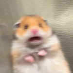 Very Scared Hamsters