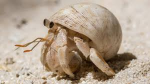 Hermit crab :) :) :).hermit crab