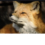 Fox soul