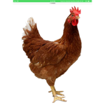 Group of CHICKEN