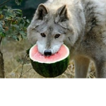 the wolf with watermelon