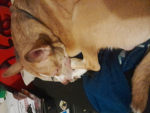 The frostycat hangout