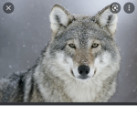 The Amazing Wolf Pack!