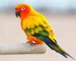 The world of birds