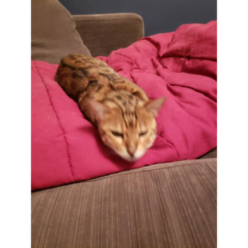 look at my cat