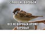 Egor maks sanz