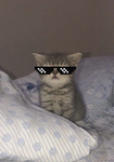 ~the~kitties~
