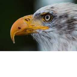 Great team of eagles HQ