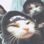 Gangsta Cat Development