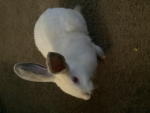 Roblox 100 if you Join my group ok! Ryker2fye an….