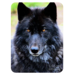 Wolfsganggang