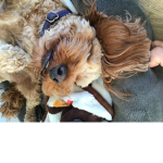 Cute little Rosie puppy