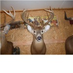 deer lover