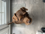 Poppy’s dogs