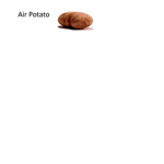 air potato