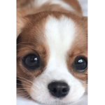 Them dogs cute