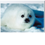 WE LOVE SEALS