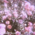 Sunsxt Rose