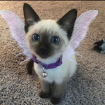 FAIRY FIT$
