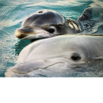 Bottlenose Dolphins