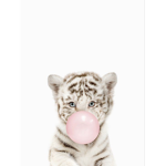 CozyXtiger