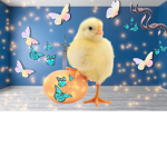 Chickens and friends