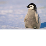 PENGUIN.lnc