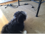 Buddy grouppuppyman Puppy’s puppy’s GroupBuddyBudy