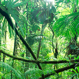 The Jungle (Endless Runner)