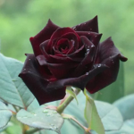 The rosé group
