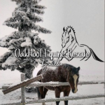 . * . OAKHOOF EQUINE RESCUE . * .