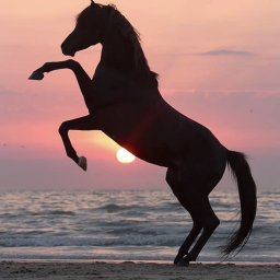 horse's