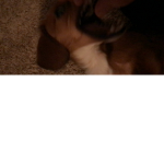 Cats dogs 1022