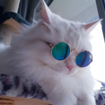polycat: QA