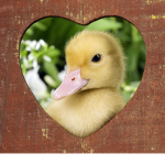 Amazing Ducklings