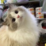 white kat