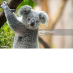 koalas!!!!!!!!!!!!!!!!!!!!!1
