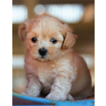 Puppys the best group!